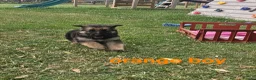 German Shepherd dogs for sale: 8 BIG German Shepherd Puppies  - Advert 8