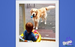 Golden Retriever dogs for stud: KCReg Well Proven Golden Stud, Health & DNA Tested in Wilmslow - Image 8