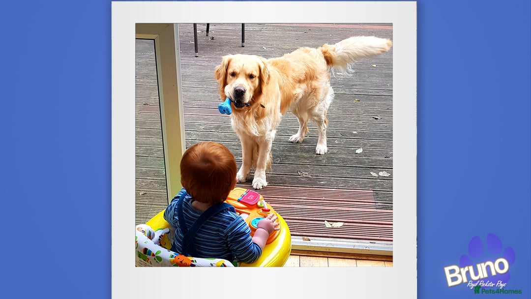 Golden Retriever dogs for stud: KCReg Well Proven Golden Stud, Health & DNA Tested in Wilmslow - Image 8
