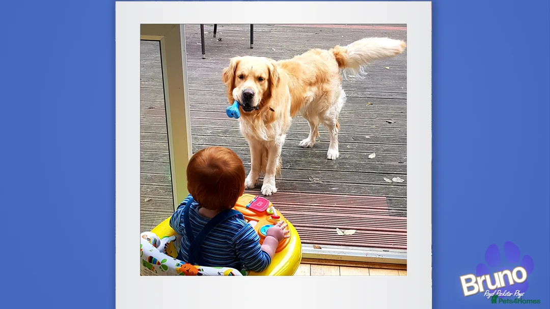 Golden Retriever dogs for stud: KCReg Well Proven Golden Stud, Health & DNA Tested in Wilmslow - Advert 8