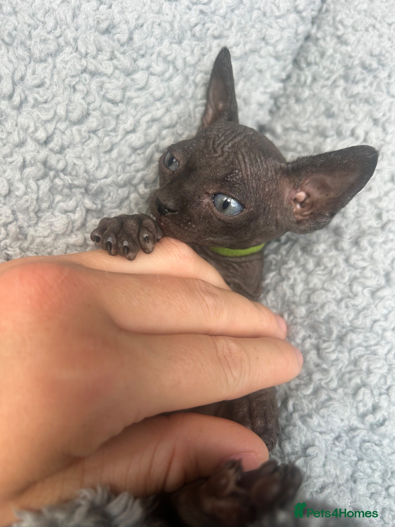 Sphynx cats Pure grey Canadian sphyn **  - Advert 11