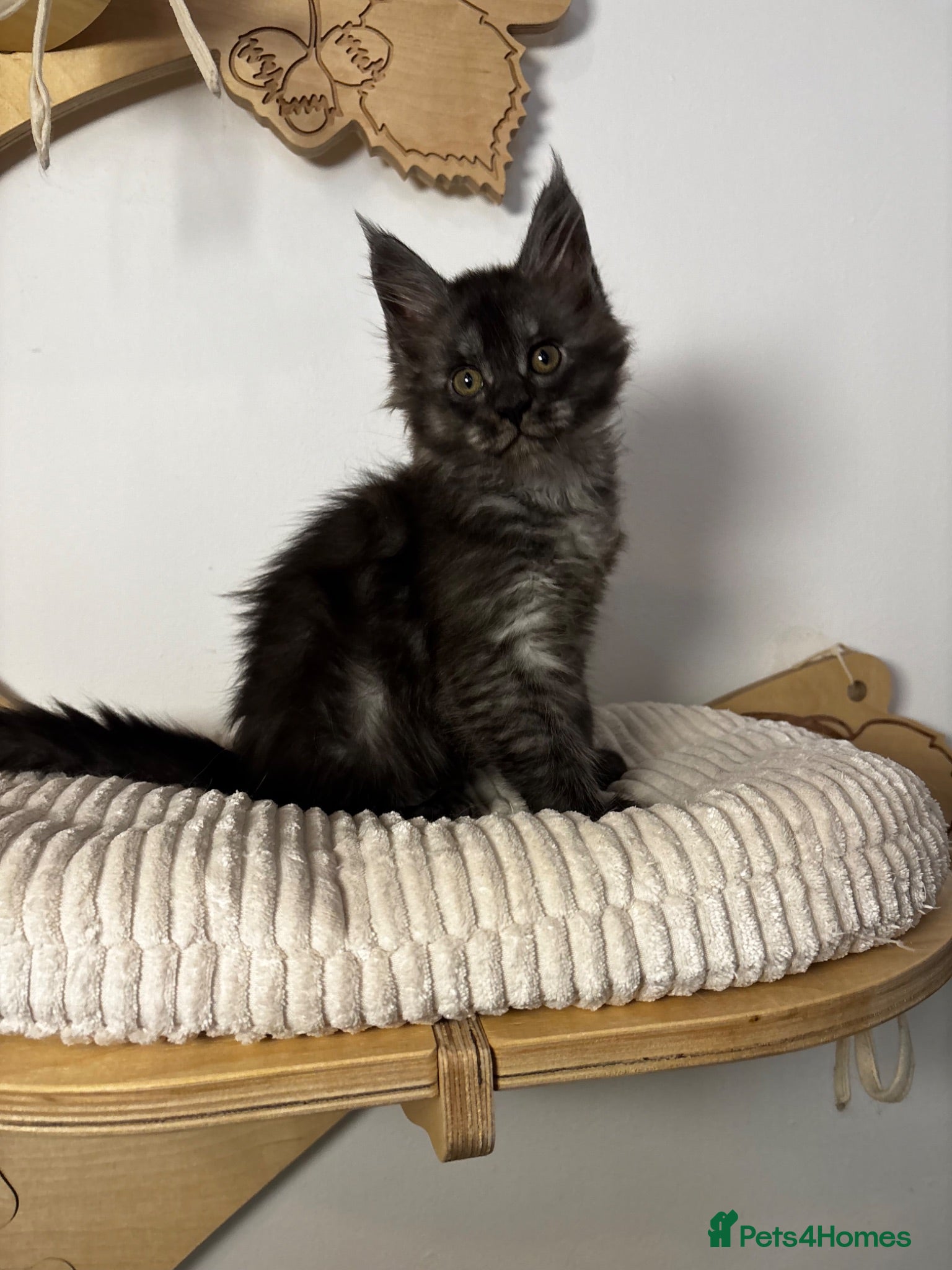 Maine Coon cats 3 Beautiful active Maine Coon Kitten’s - Advert 1