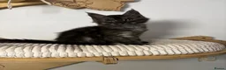 Maine Coon cats for sale: 3 Beautiful active Maine Coon Kitten’s - Advert 1