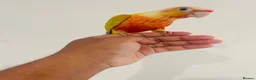 Conures birds for sale: Hand reared conures for sale  - Advert 3