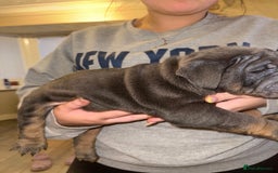 English Bulldog dogs for sale: Bettie & 007 babies short compact   - Image 26