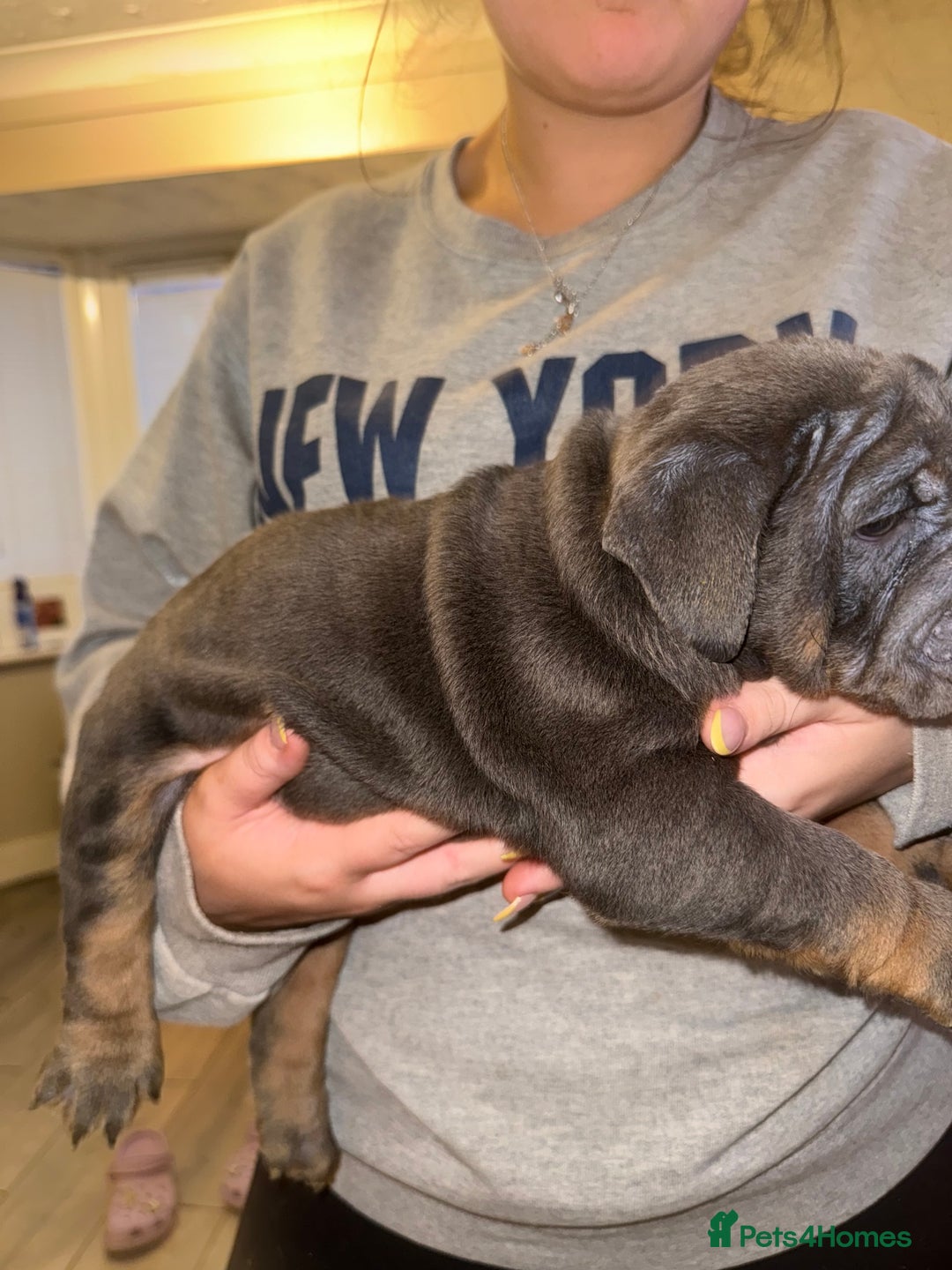 English Bulldog dogs for sale: Bettie & 007 babies short compact   - Image 26