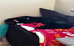 British Shorthair cats for sale: Loki - 6 months old kitten - Image 2
