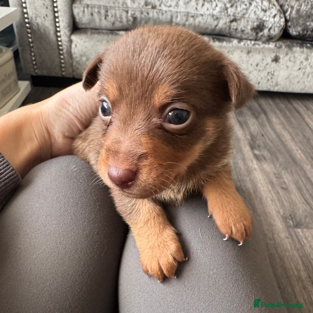 Jack Russell dogs for sale: Stunning miniature jack Russell puppies  - Advert 15