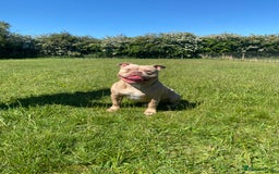 American Bully dogs for stud:  PROVEN💯Pocket/Micro American Bully🦍KUJO - Stud - Image 4