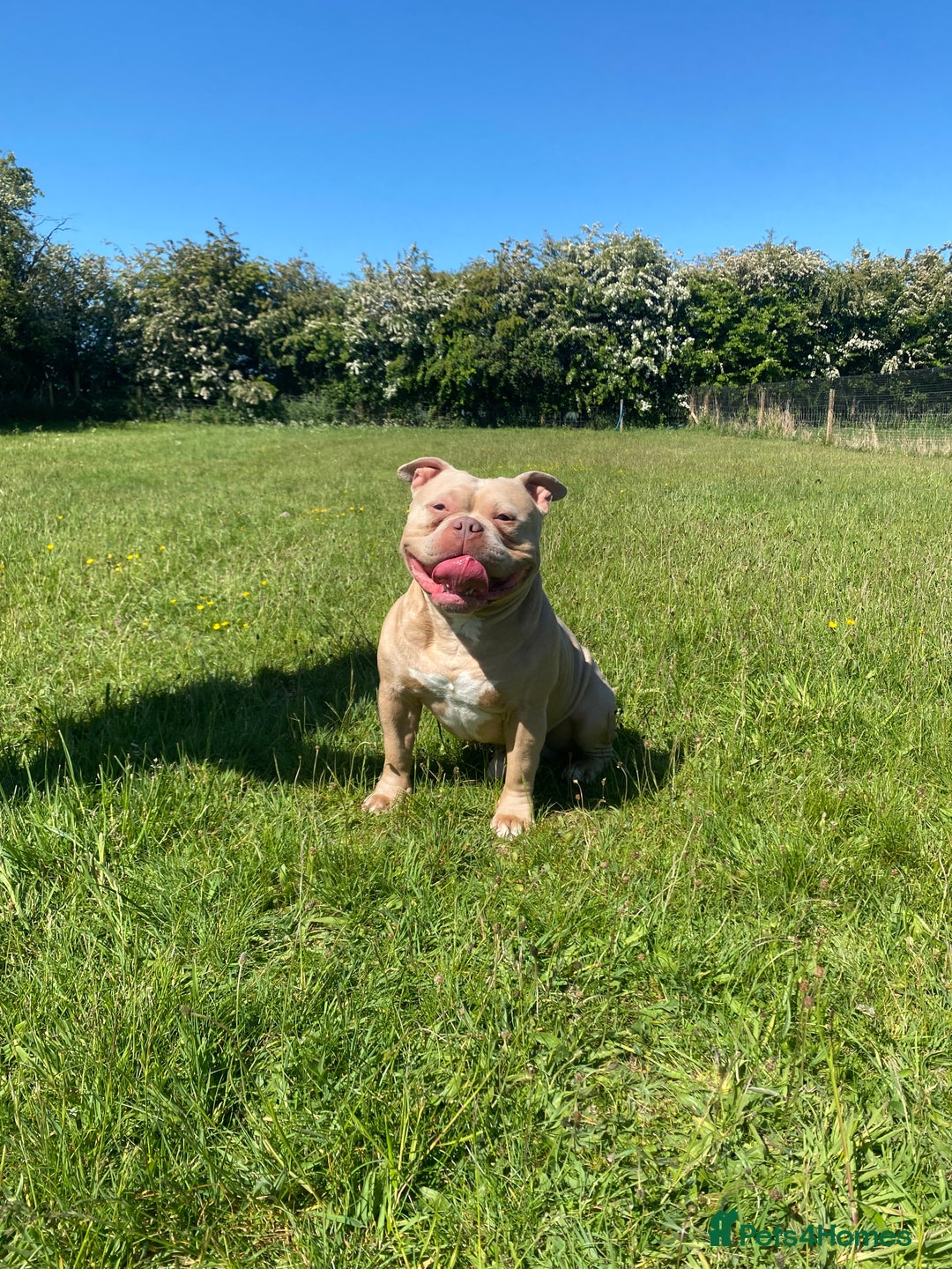 American Bully dogs for stud:  PROVEN💯Pocket/Micro American Bully🦍KUJO - Stud - Image 4