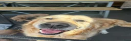 Mixed Breed dogs for sale:  ☘️ Golden Irish puppies available  ☘️ - Advert 10