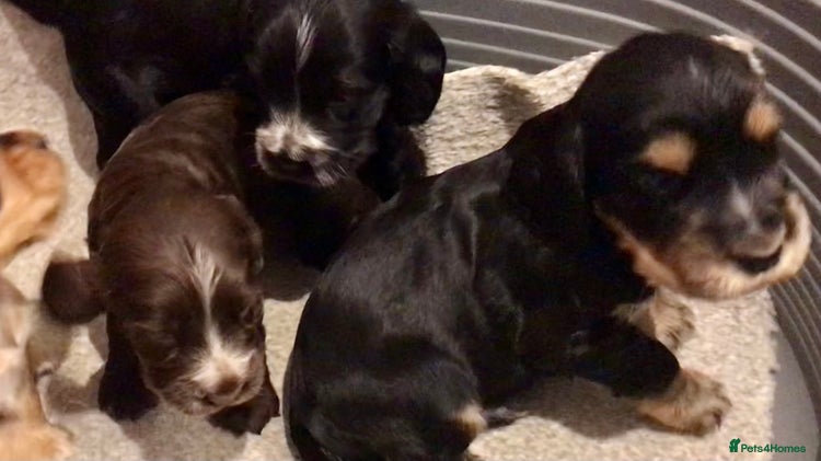 Cocker Spaniel dogs - Advert 11