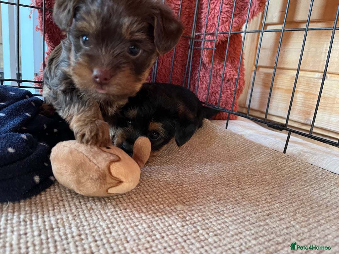 Yorkshire Terrier dogs for sale: Yorkshire terrier puppy’s  - Advert 8