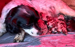 Sprocker dogs for sale: Sprocker spaniel puppies  - Image 11
