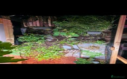 Tortoise reptiles for sale: Sulcata tortoise and set up - Image 3