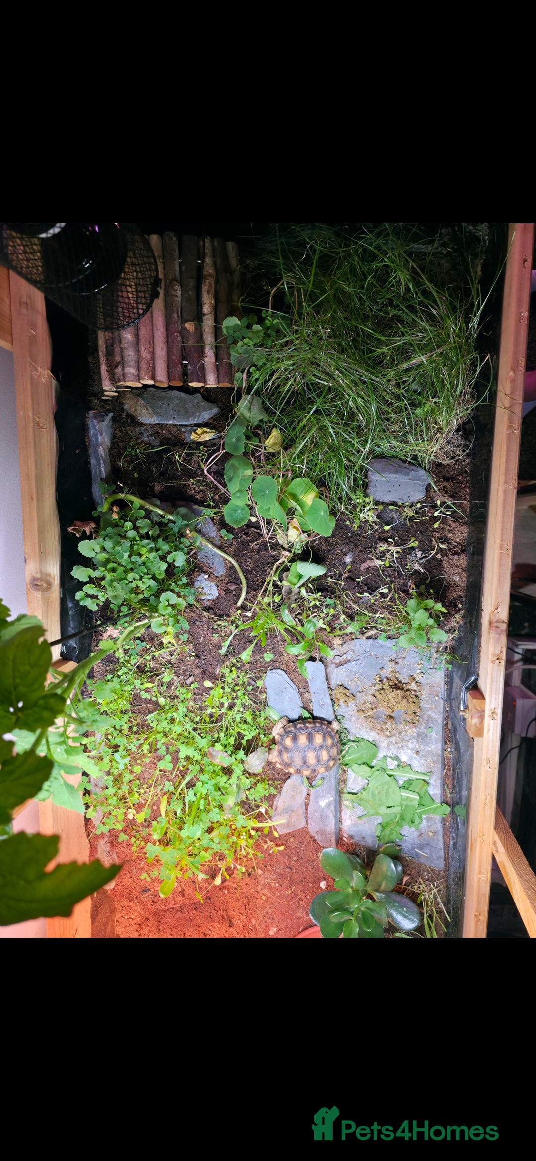 Tortoise reptiles for sale: Sulcata tortoise and set up - Image 3