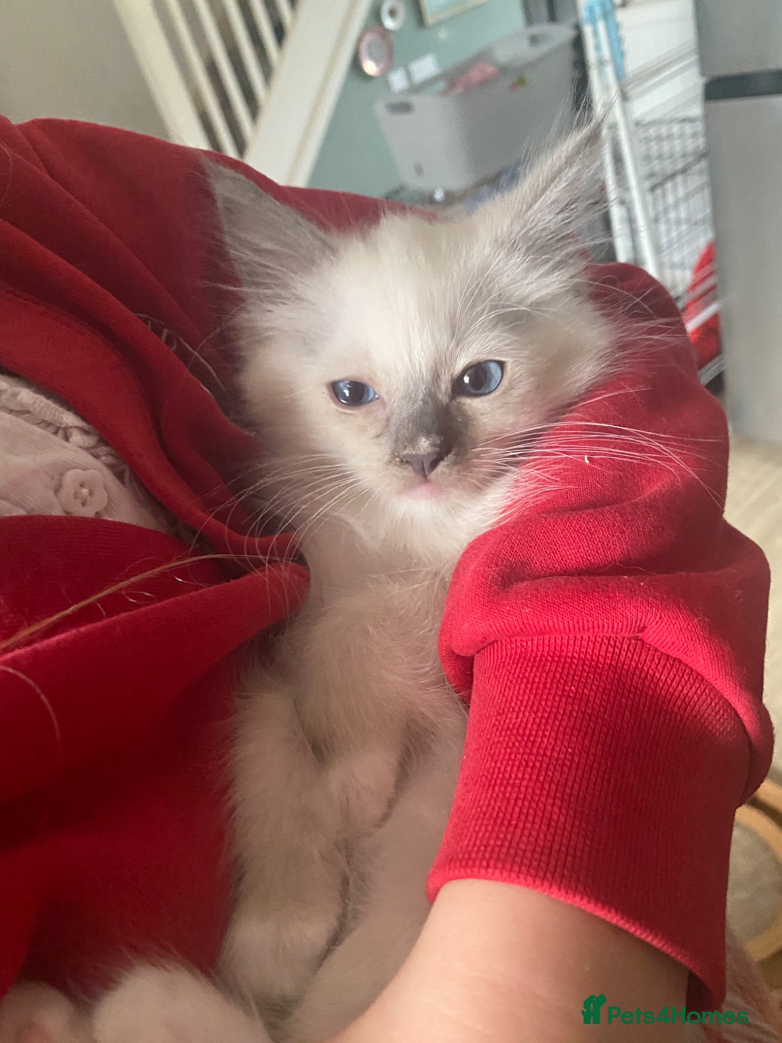 Ragdoll cats Stunning Blue boy - Advert 14