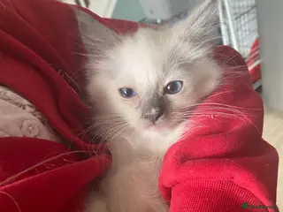 Ragdoll cats Stunning Blue boy - Advert 1