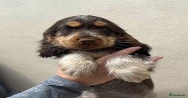 Cocker Spaniel dogs - Advert 5