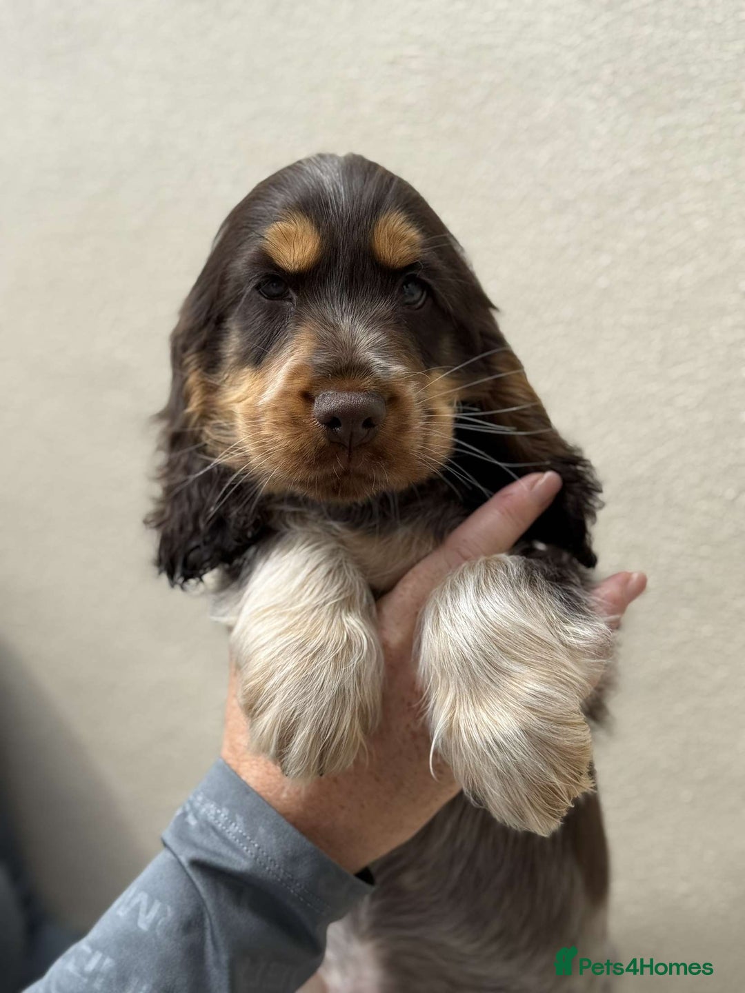 Cocker Spaniel dogs for sale: Showtype cocker spaniels  - Image 3
