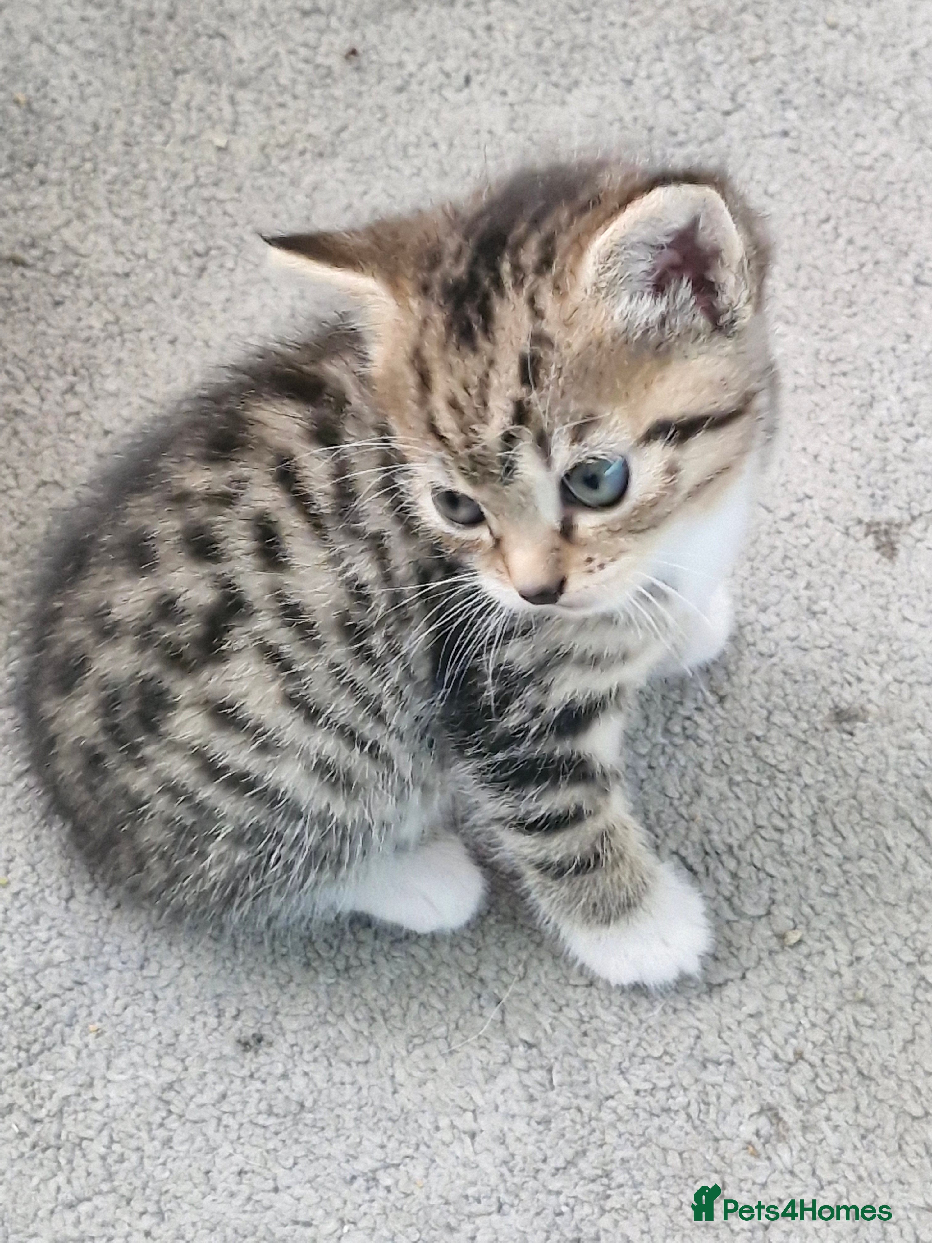 Mixed Breed cats 2 beautiful female bengal mix kittens  - Advert 3