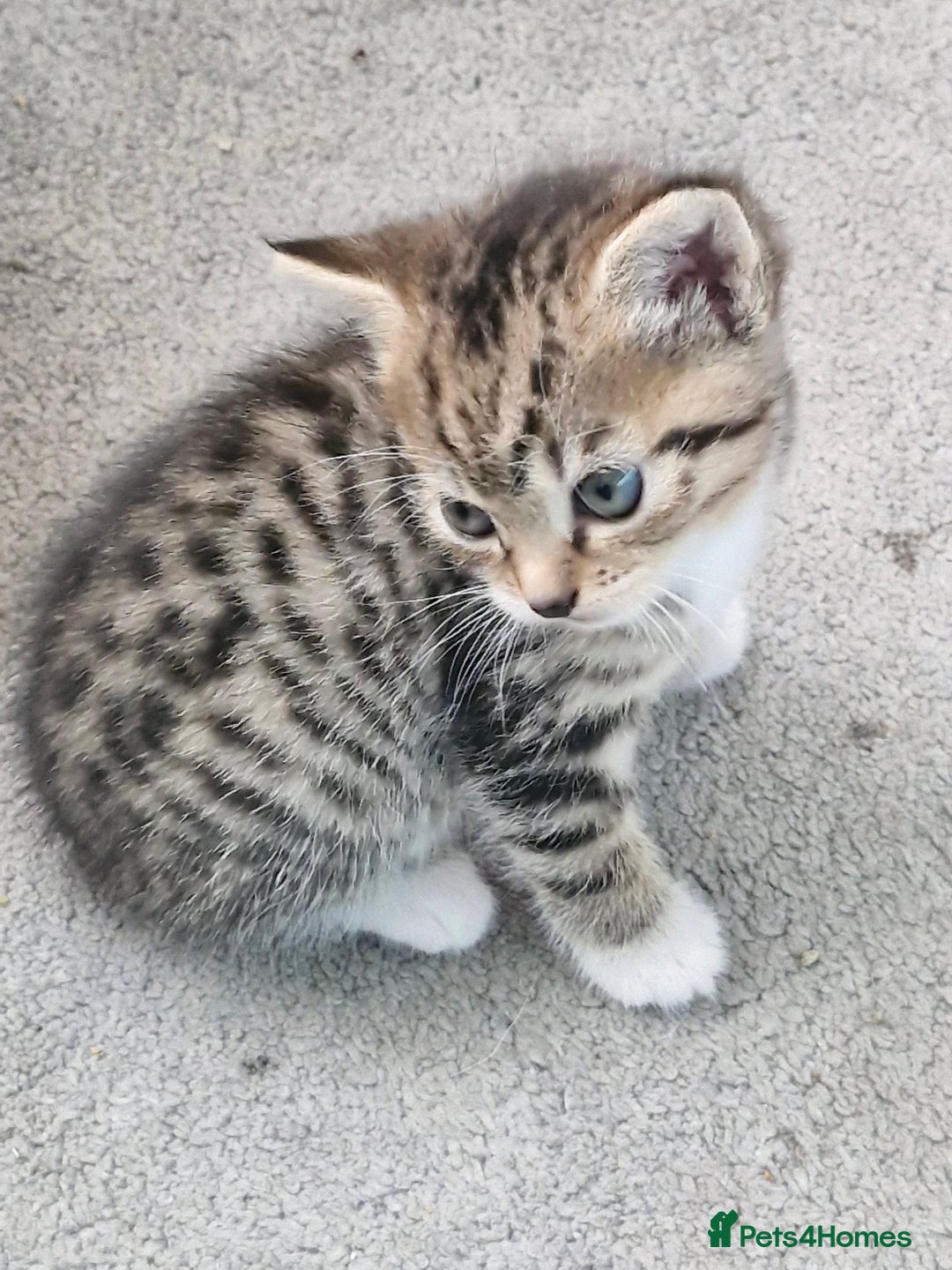 Mixed Breed cats for sale: 2 beautiful female bengal mix kittens  - Advert 1