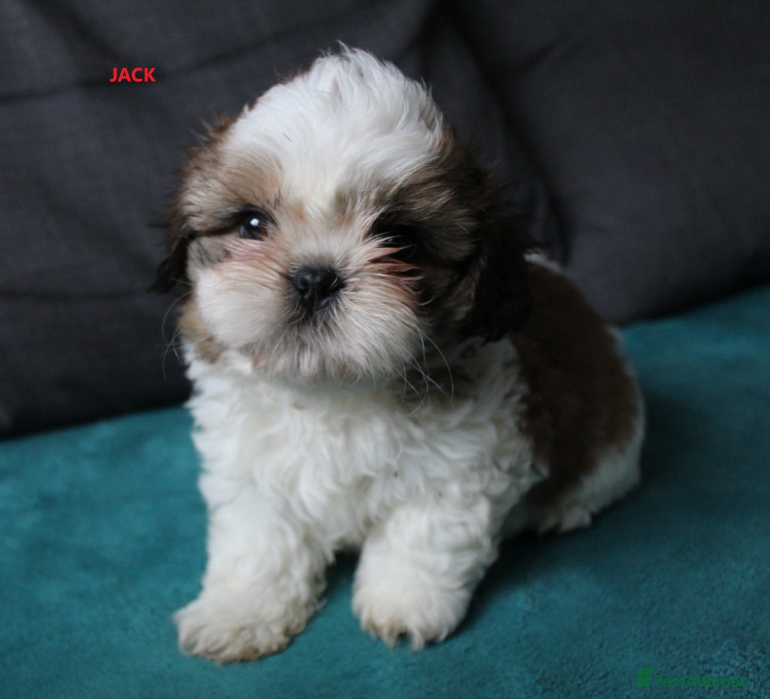 Shih Tzu dogs for sale: SHIH TZU GIRL and BOY PUPPIES TRICOLOUR READY NOW - Image 14
