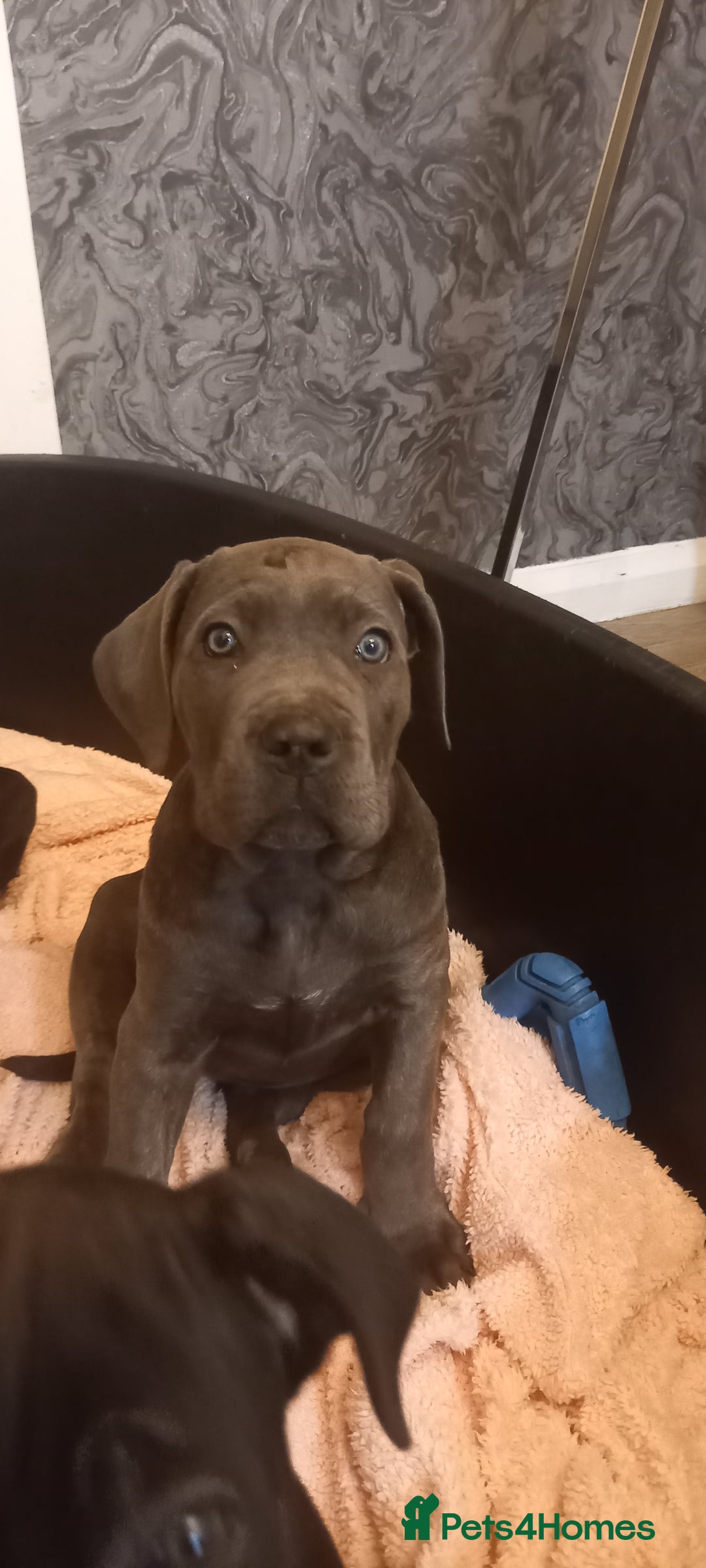 Cane Corso dogs for sale: ANNOUNCEMENT ONLY UK LITTER DEL DYRIUM LINES  🖤  - Advert 28