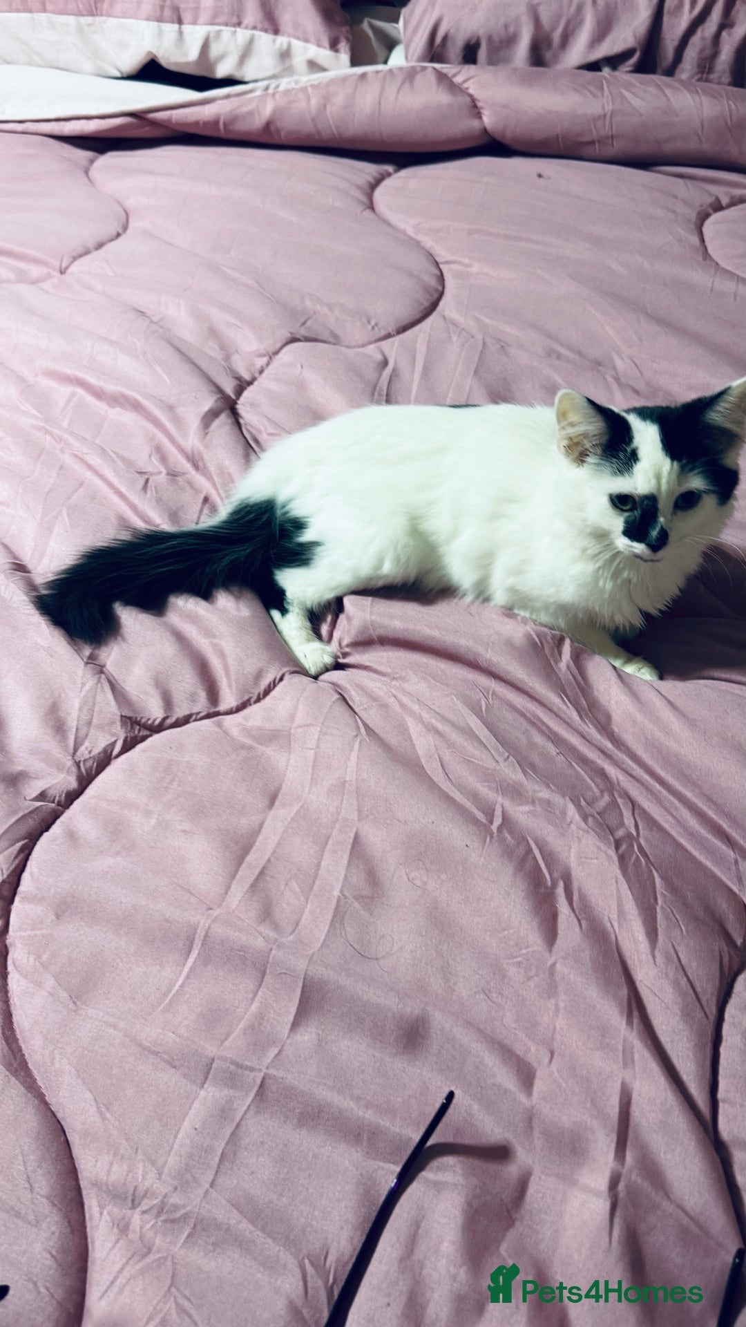 Mixed Breed cats for sale: Lovely female kitten 2 colours eyes  - Advert 2