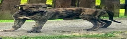 Lurcher dogs for sale: First cross saluki greyhounds  - Advert 3