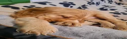 Cocker Spaniel dogs for sale: KC reg Show Cocker Spaniel. Parents health tested - Advert 6