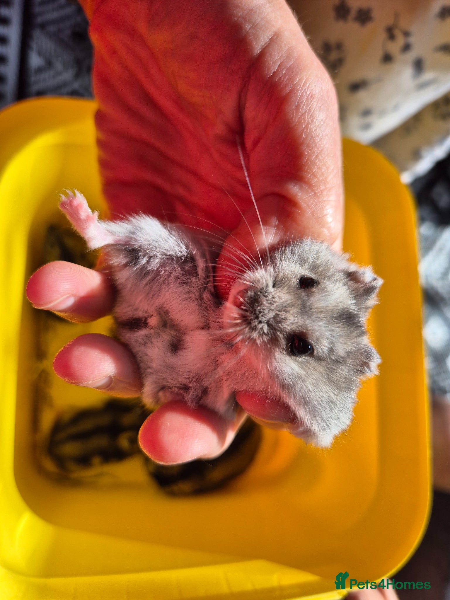 Hamster rodents for sale: Pedigree dwarf baby hamsters - Advert 5