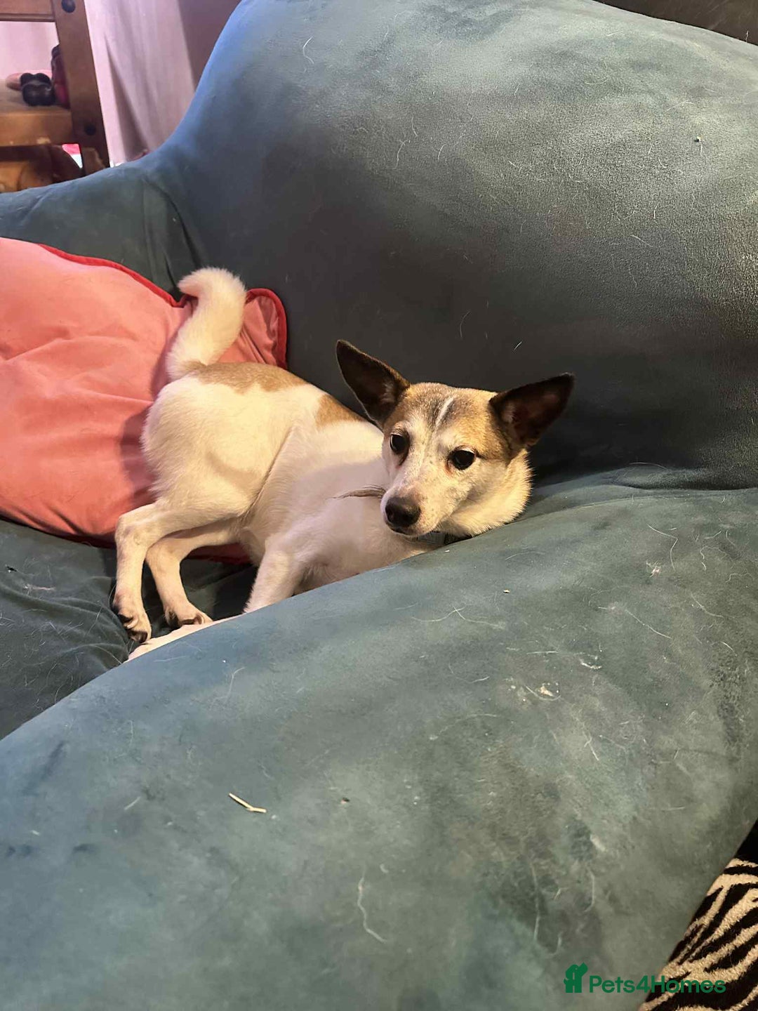 Mixed Breed dogs for adoption: Tia - Taverham Norfolk  - Advert 5