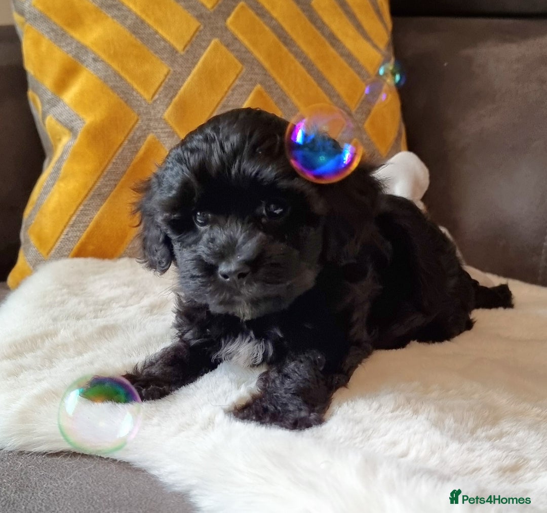 Shihpoo dogs for sale: Adorable little Shihpoo's, sold fully vaccinated - Image 23