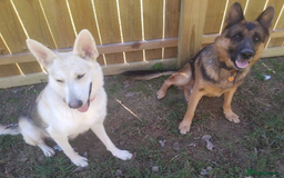 German Shepherd dogs for sale: German Shepherd Puppies For Sale - Image 3