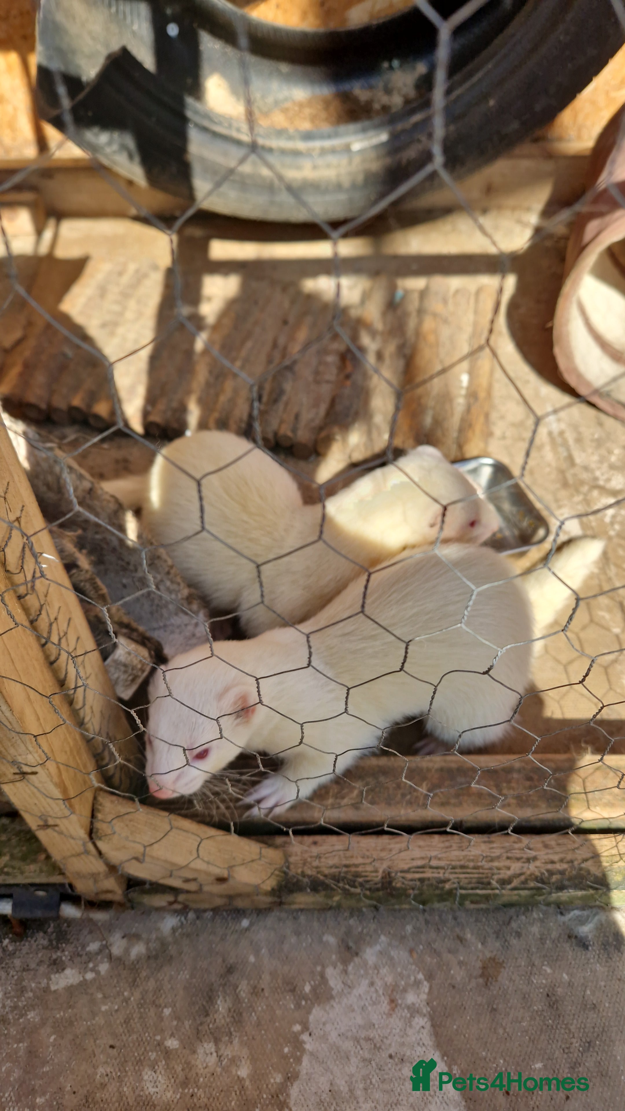 Ferret rodents URGENT! Ferrets for sale - Advert 1