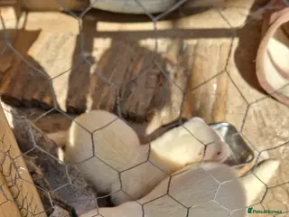 Ferret rodents URGENT! Ferrets for sale - Advert 1