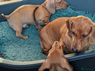 Miniature Dachshund dogs smooth miniature dachshund - Advert 7