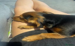 Chiweenie dogs for sale: Handsome Billy  - Image 4