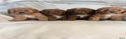 Cavapoo dogs for sale: Gorgeous Red Cavapoo Puppies - Advert 19