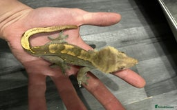 Snake reptiles for sale: Multiple animals - Advert 6