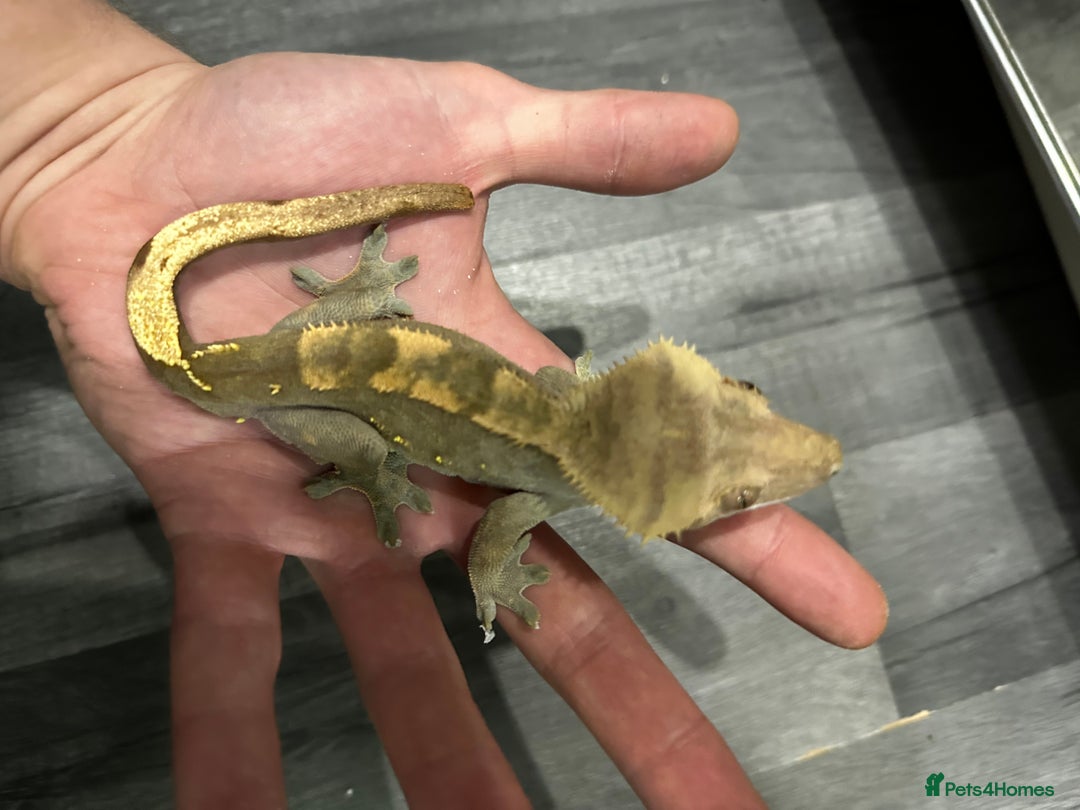 Snake reptiles for sale: Multiple animals - Advert 6