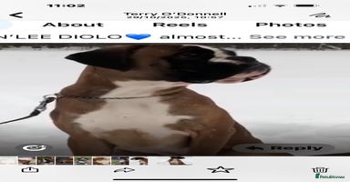 Boxer dogs Extensively Health Tested European Stud in Cardiff - Advert 13