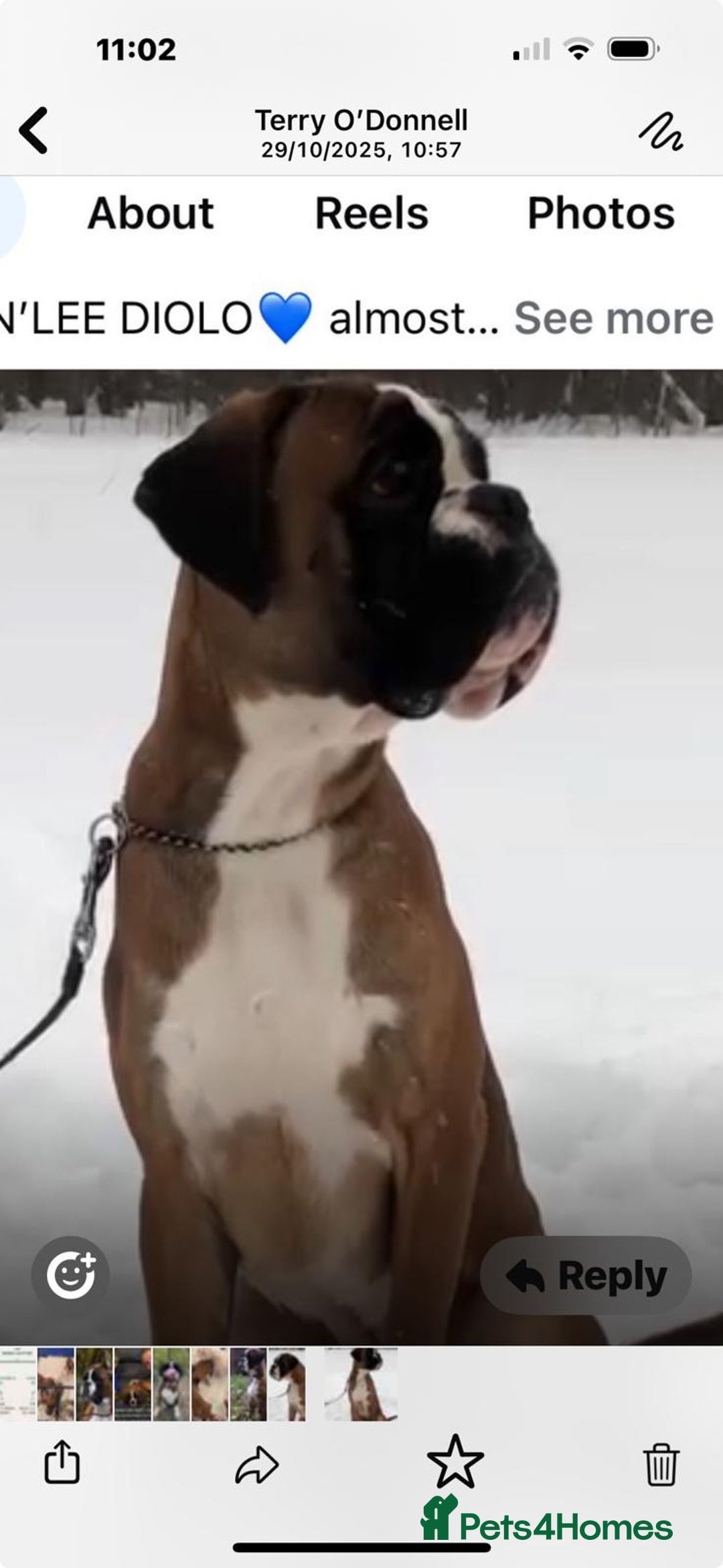 Boxer dogs for stud: Extensively Health Tested European Stud in Cardiff - Advert 3