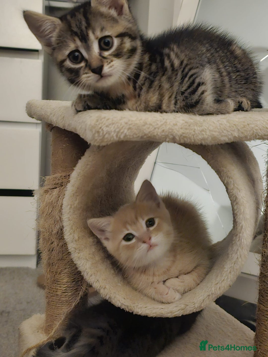 Mixed Breed cats for sale: 2 Gorgeous babies, ready to go - Advert 1