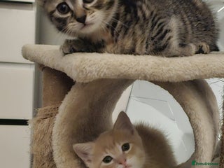 Mixed Breed cats 2 Gorgeous babies, ready to go - Advert 1