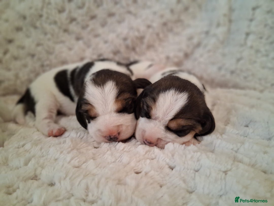 Beagle dogs for sale: KC Registered beagle puppies - Image 3