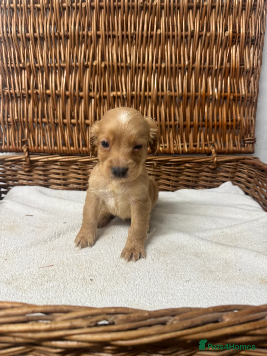 Cocker Spaniel dogs for sale: Fully DNA health tested cocker spaniel puppies - Advert 22
