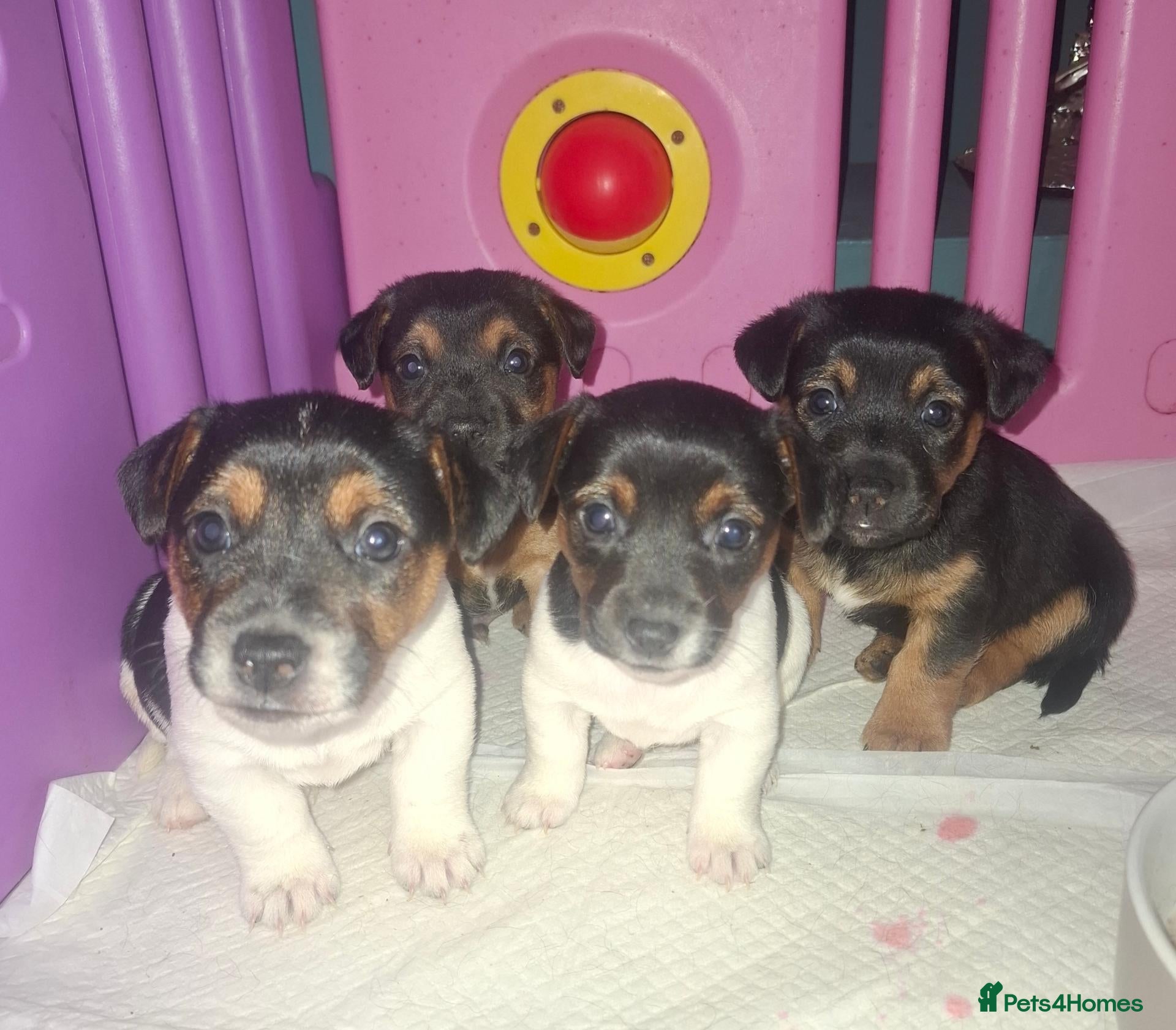 Jack Russell dogs Jack Russell pups - Advert 1