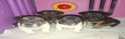 Jack Russell dogs for sale: Jack Russell pups - Advert 1